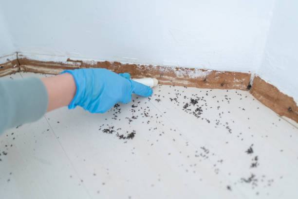 Best Termite Control Services  in Durham, NC